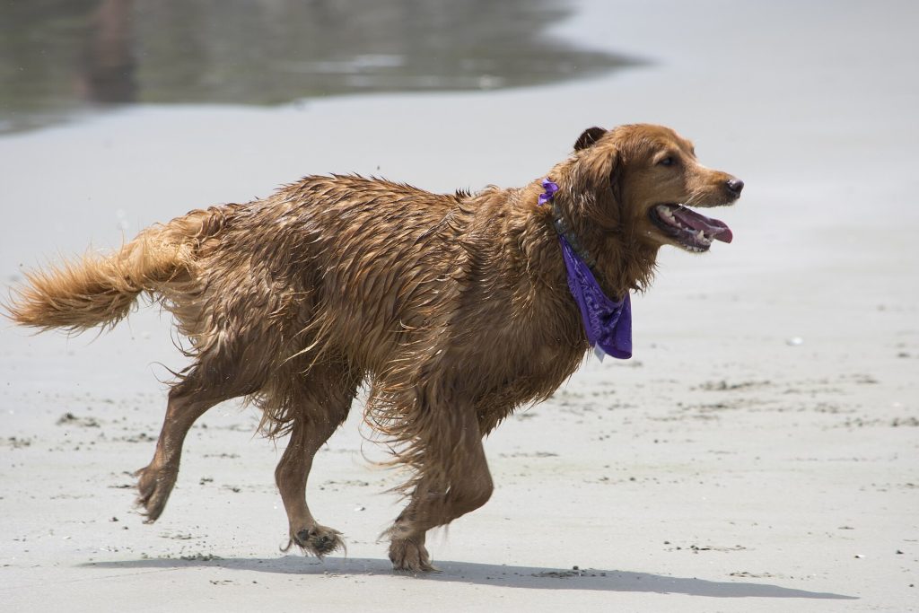 A golden retriever running on a sandy beach