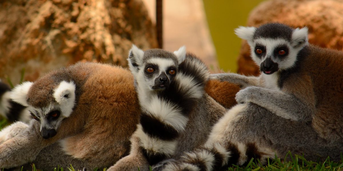Dierenpark Saint-Martin: wolven, lemuren en zebra’s op 25 minuten van het kasteel